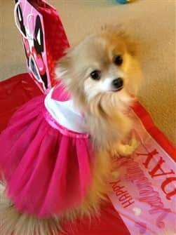 pomeranian-on-valentines-day-002 